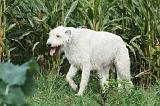 IRISH WOLFHOUND 079
